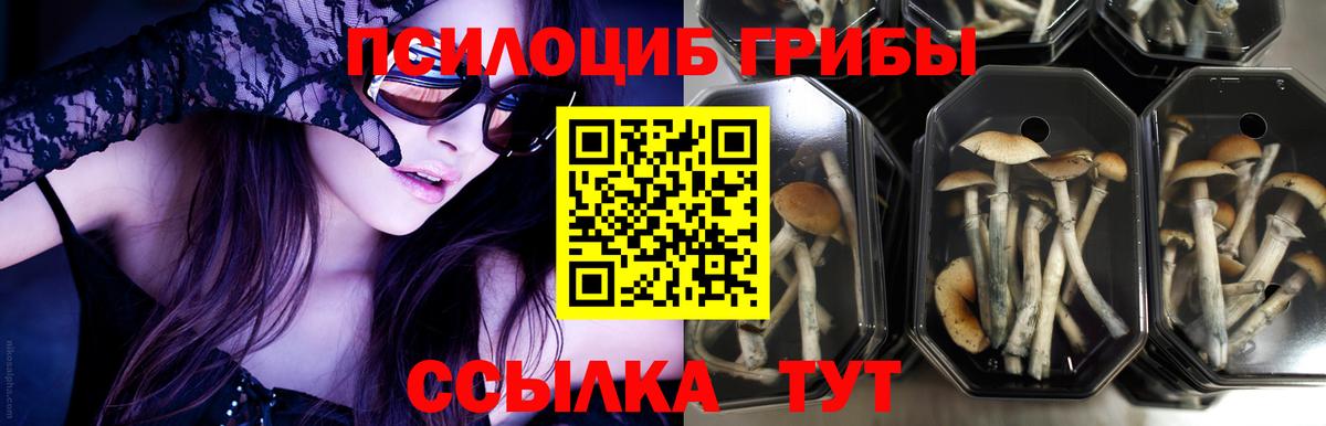 Галлюциногенные грибы мицелий  Вход с VPN  Гурьевск 